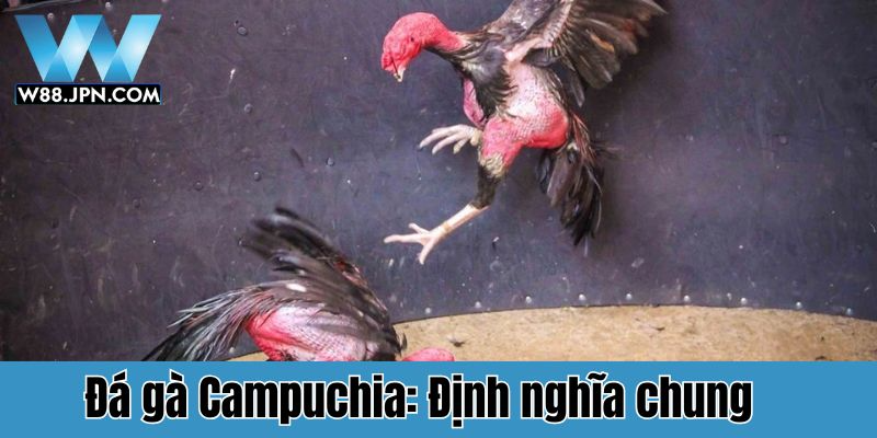 Đá gà Campuchia - Đấu trường biên giới kịch tính 2025 1 Đá gà Campuchia: Định nghĩa chung